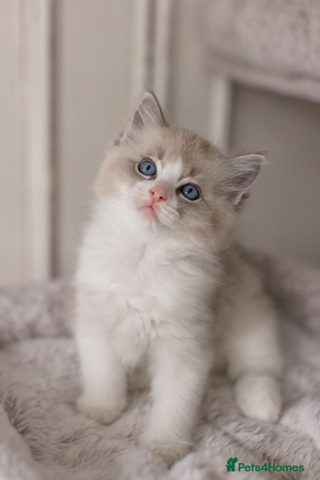 Ragdoll cats for sale: Bicolour and Lynx Ragdoll kittens - Advert 34