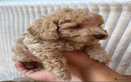 Maltipoo dogs for sale: Blue eyes F1 Maltipoo puppies - Image 6