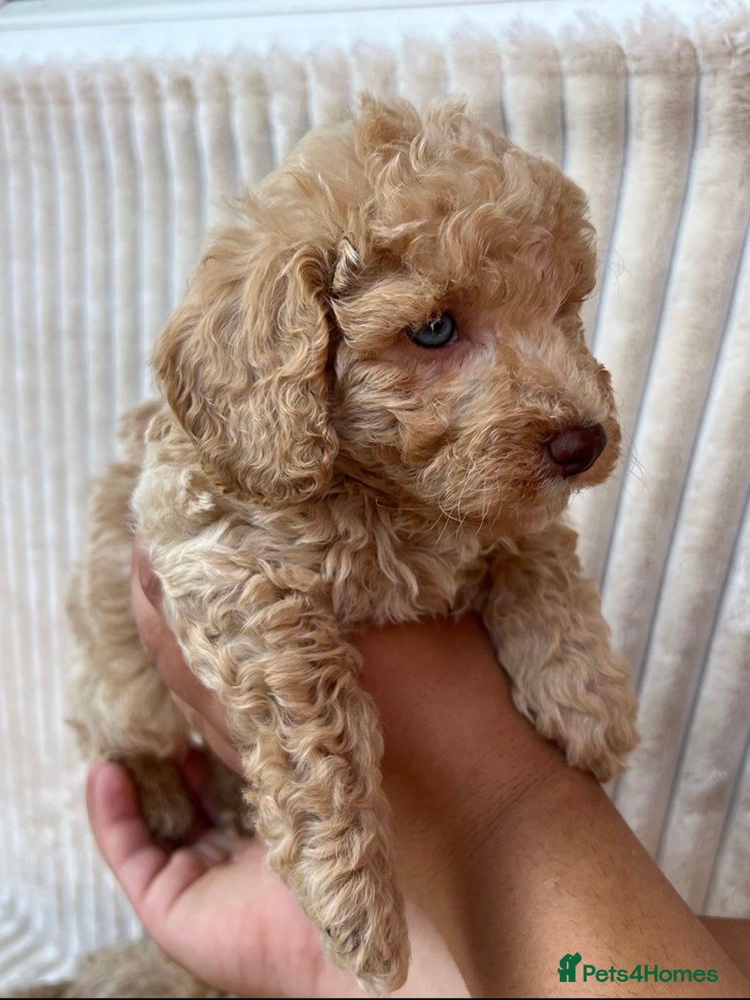 Maltipoo dogs for sale: Blue eyes F1 Maltipoo puppies - Image 6