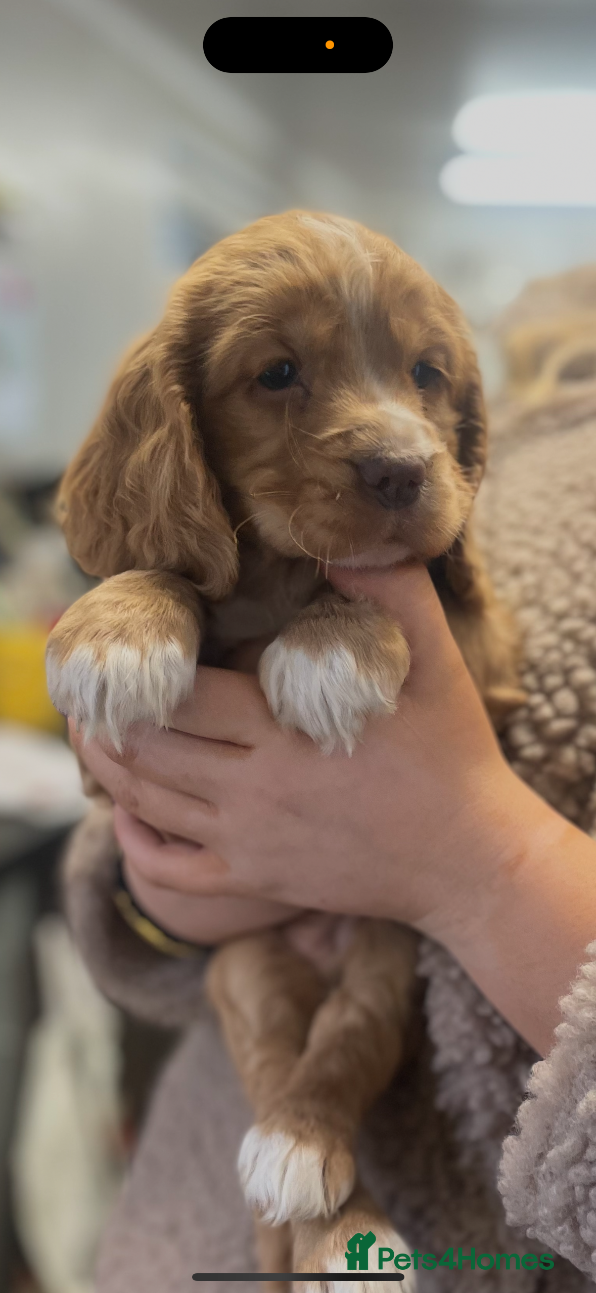 Cocker Spaniel dogs JUST 1 GOLDEN GIRL - Cocker Spaniel puppies  - Advert 3