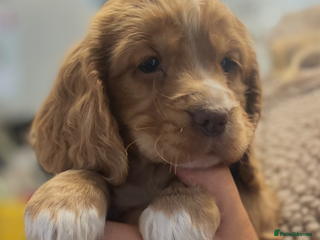 Cocker Spaniel dogs JUST 1 GOLDEN GIRL - Cocker Spaniel puppies - Advert 3