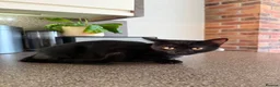 Mixed Breed cats for sale: 4 month old kitten for adoption  - Advert 3