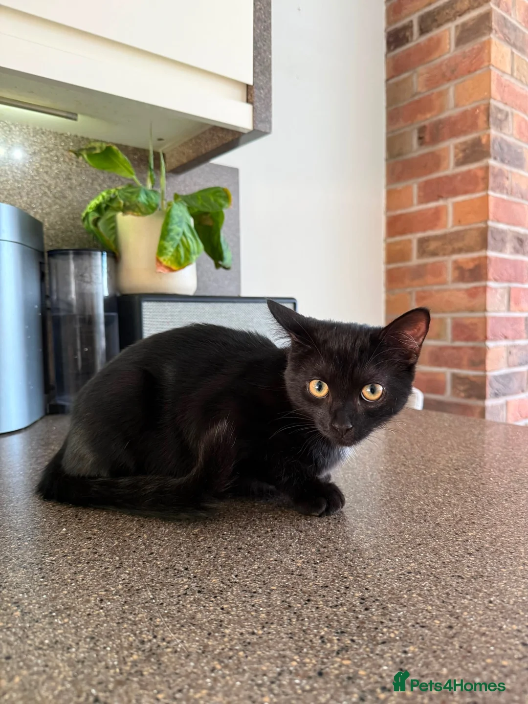 Mixed Breed cats for sale: 4 month old kitten for adoption  - Advert 3