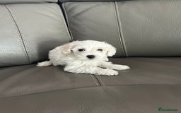 Mixed Breed dogs for sale: Mixed puppies for sale - Image 3