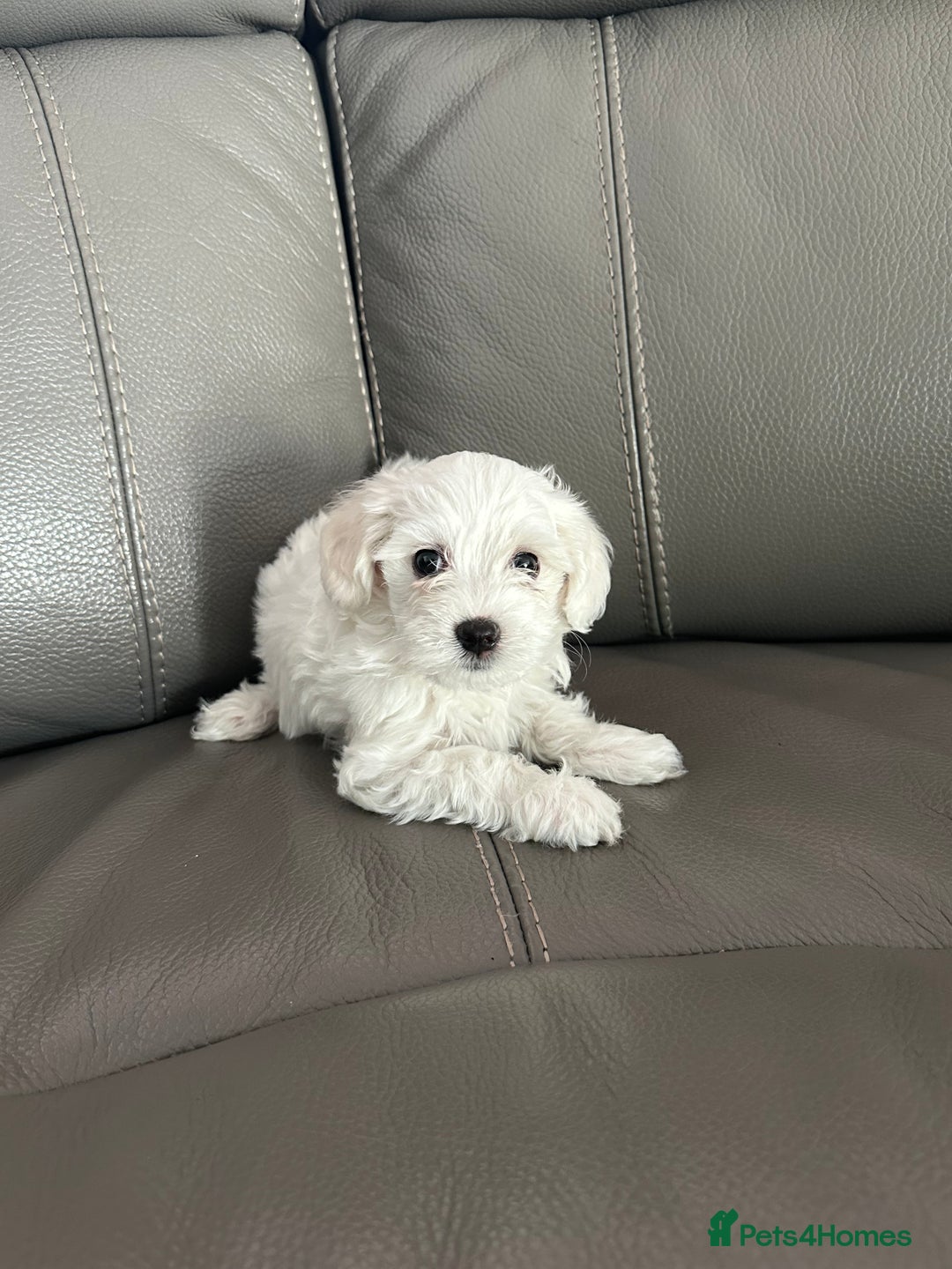 Mixed Breed dogs for sale: Mixed puppies for sale - Image 3