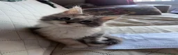 Maine Coon cats for sale: Last available kitten  - Advert 11