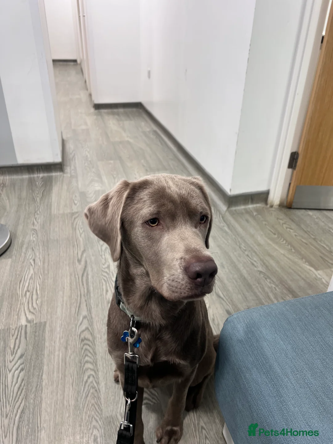 Labrador Retriever dogs for stud: STUNNING SILVER LABRADOR AVAILABLE FOR STUD - Advert 5