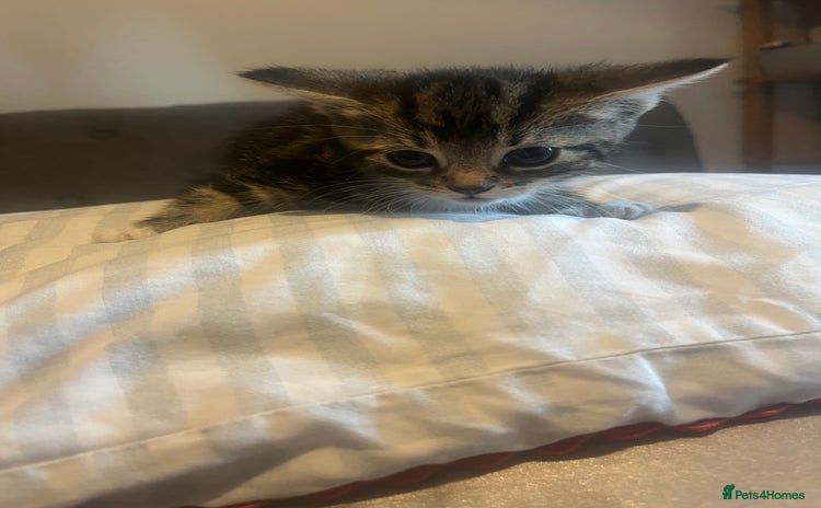 Mixed Breed cats - Advert 12