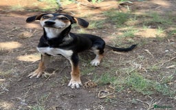 Mixed Breed dogs for sale: Mixed breed - Image 19