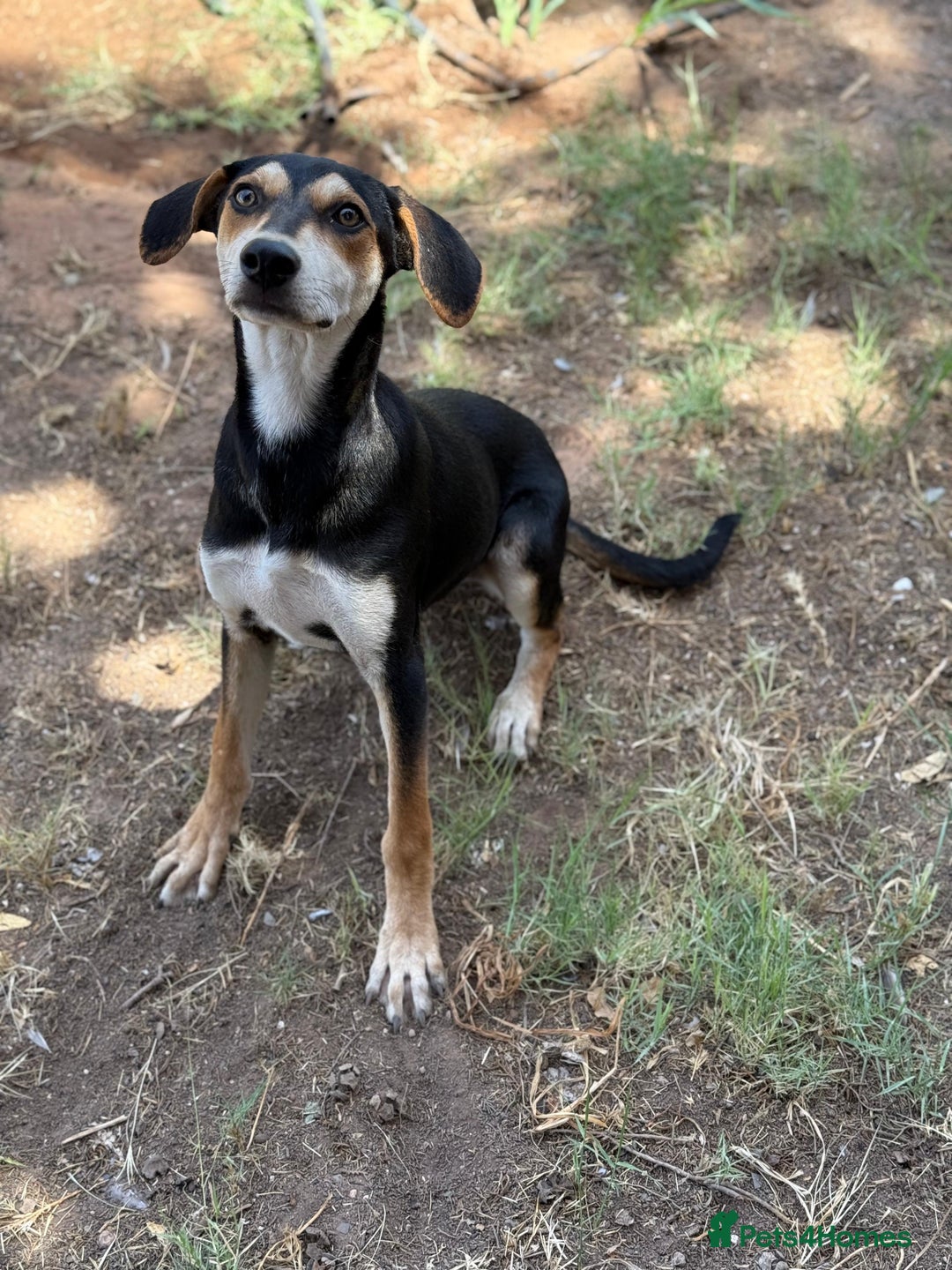 Mixed Breed dogs for sale: Mixed breed - Image 19