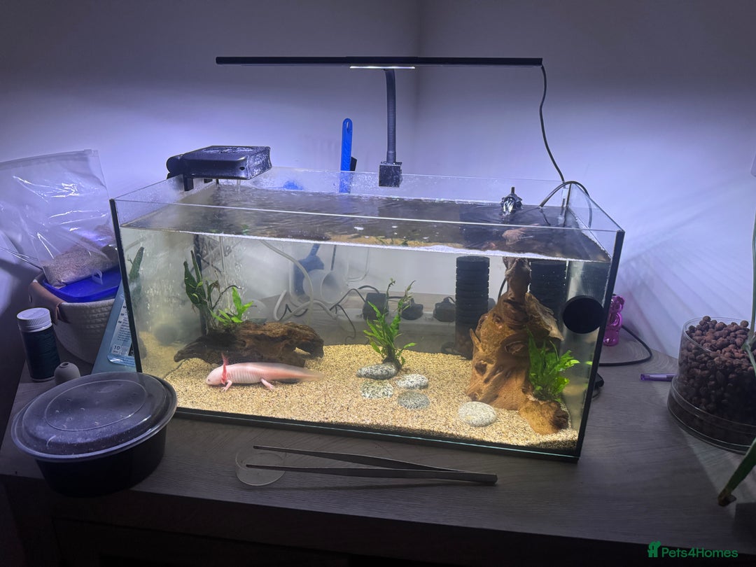 Axolotl reptiles for sale: Axolotl & Tank Set Up - Image 2