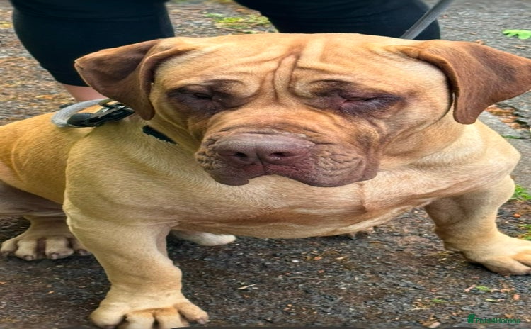 Presa Canario dogs - Advert 1