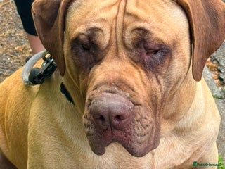 Presa Canario dogs - Advert 3