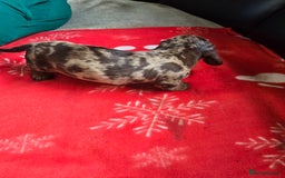 Miniature Dachshund dogs for sale: Dachshund puppies  - Image 6