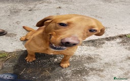 Labrador Retriever dogs for sale: Fox Red Labrador Puppies. - Image 4