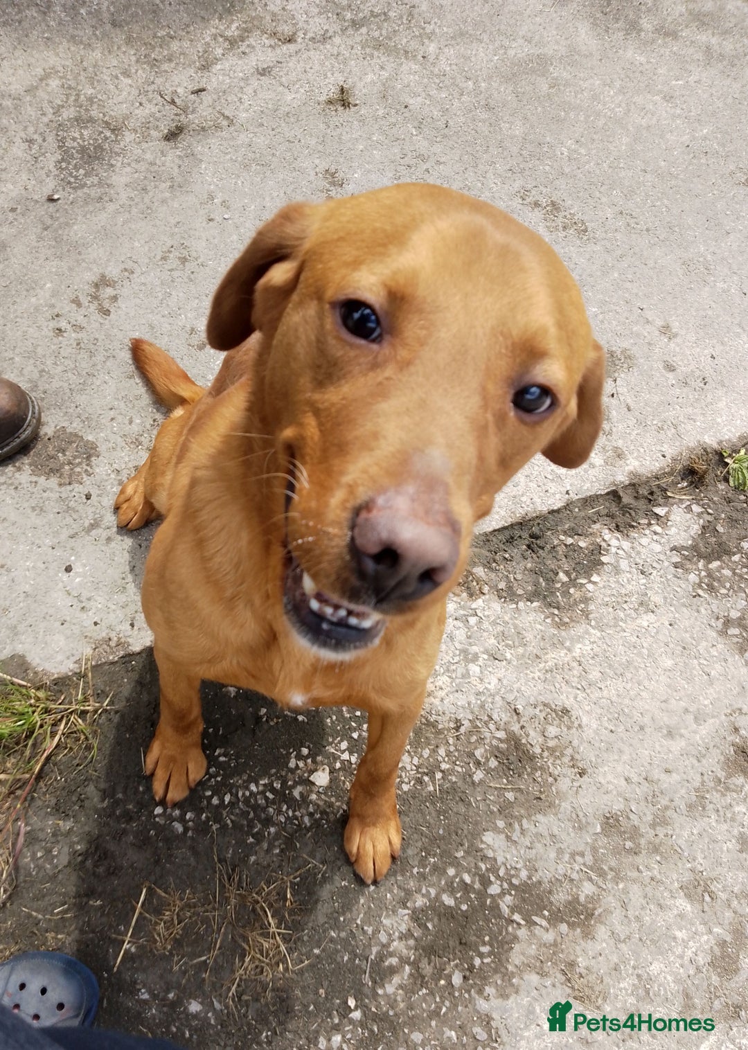 Labrador Retriever dogs for sale: Fox Red Labrador Puppies. - Image 4