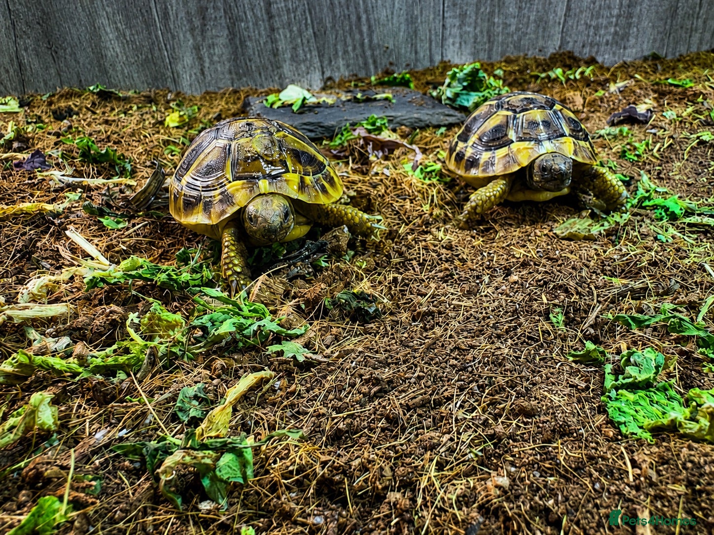 Hermann Tortoise reptiles BABY HERMANNS TORTOISE & SET UPS - Advert 1