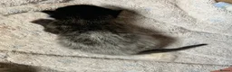 Maine Coon cats for sale: Main coon cross kittens - Advert 19