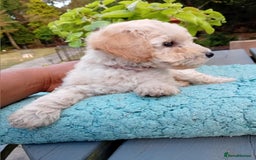 Miniature Poodle dogs for sale: Handsome Boy looking for forever Home: mini poodle - Image 8