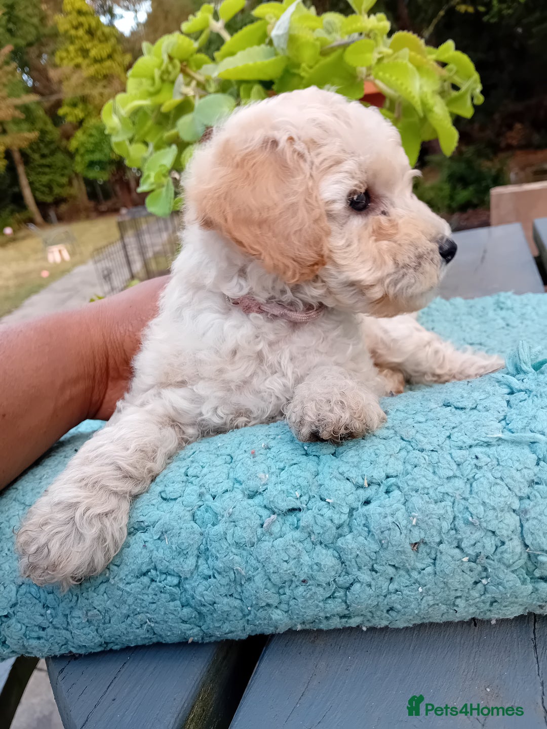 Miniature Poodle dogs for sale: Handsome Boy looking for forever Home: mini poodle - Image 8