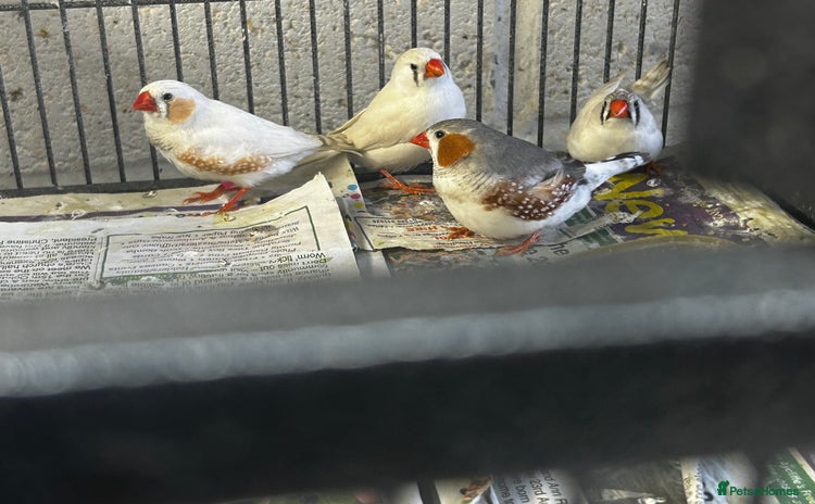 Finches birds - Advert 1