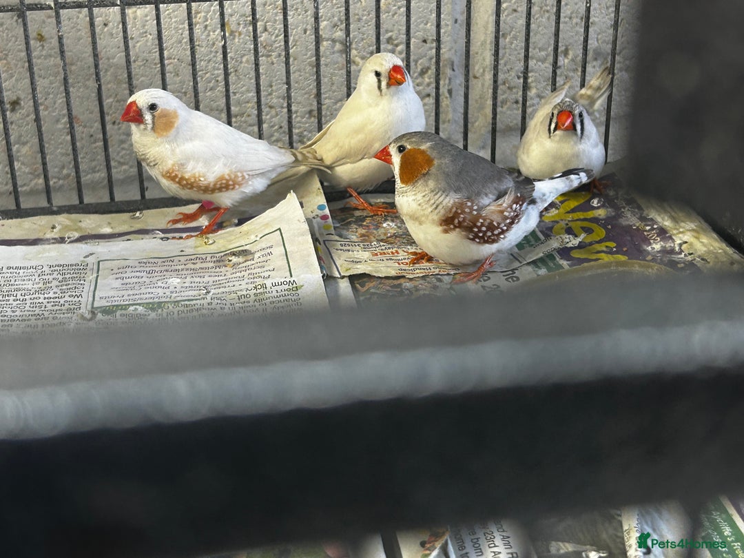 Finches birds for sale: Zebra finches - Image 1