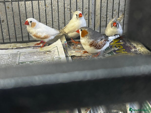Finches birds - Advert 2