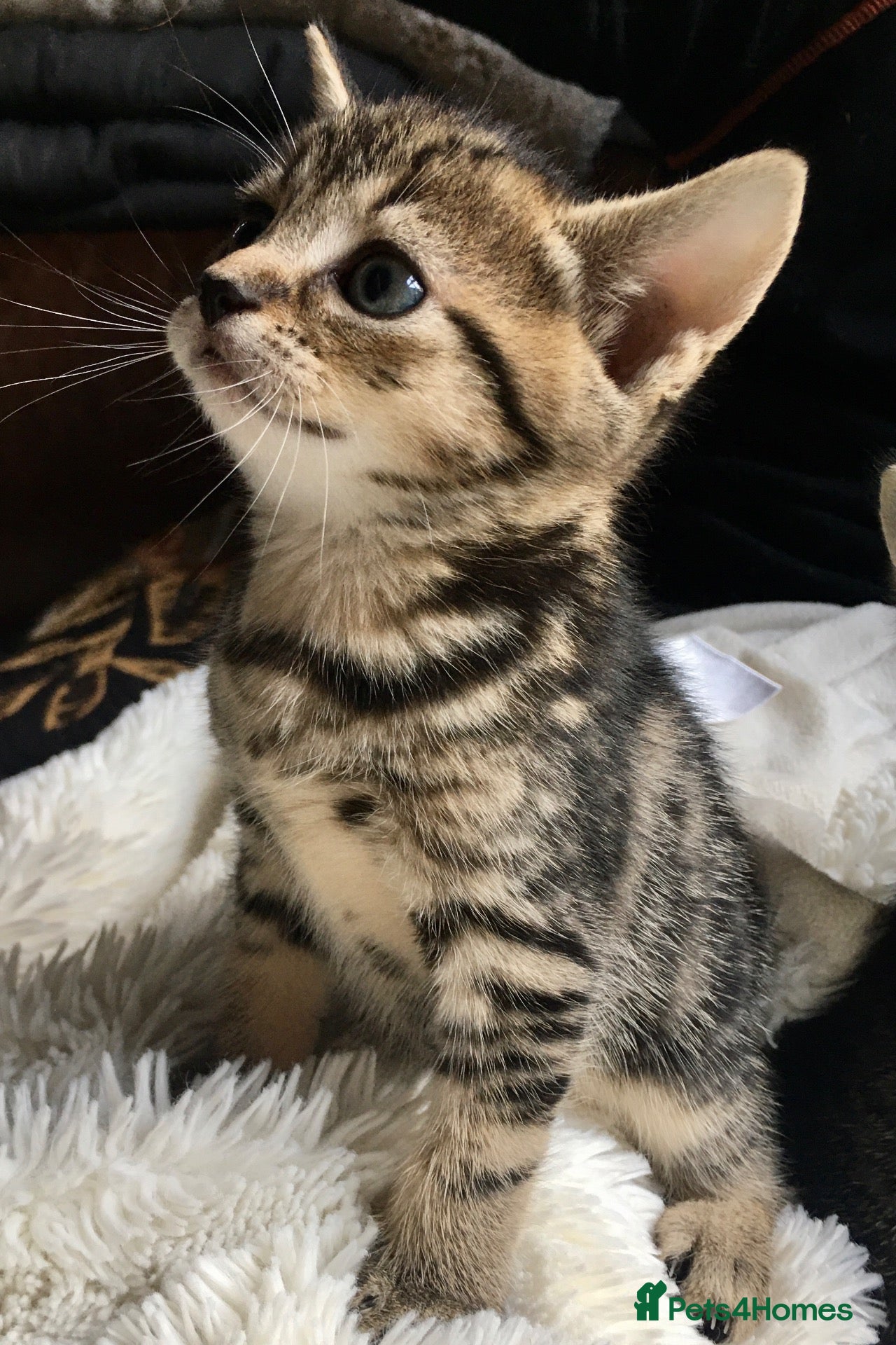 Bengal cats Soft Bengal X Kittens With Gold Glitter Gene - Advert 5