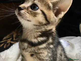 Bengal cats Soft Bengal X Kittens With Gold Glitter Gene - Advert 5