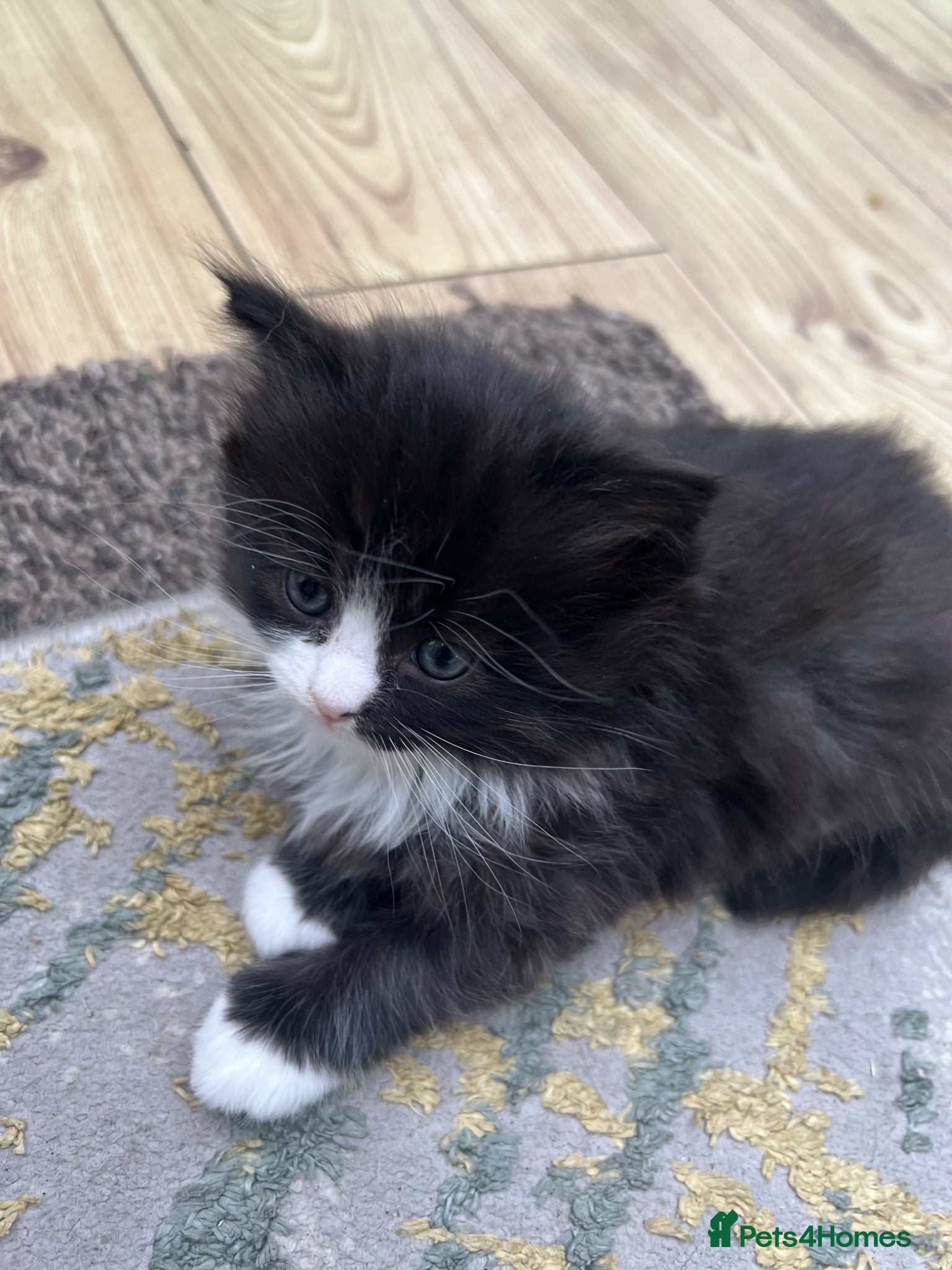 British Shorthair cats Adorable Kittens – Super Playful & Affectionate 🐱 - Advert 2