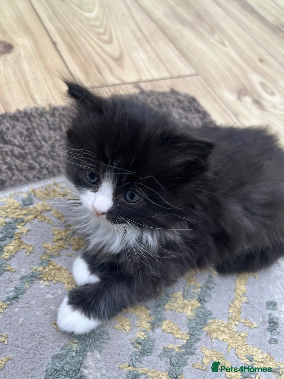 British Shorthair cats for sale: Adorable Kittens – Super Playful & Affectionate 🐱 - Advert 2