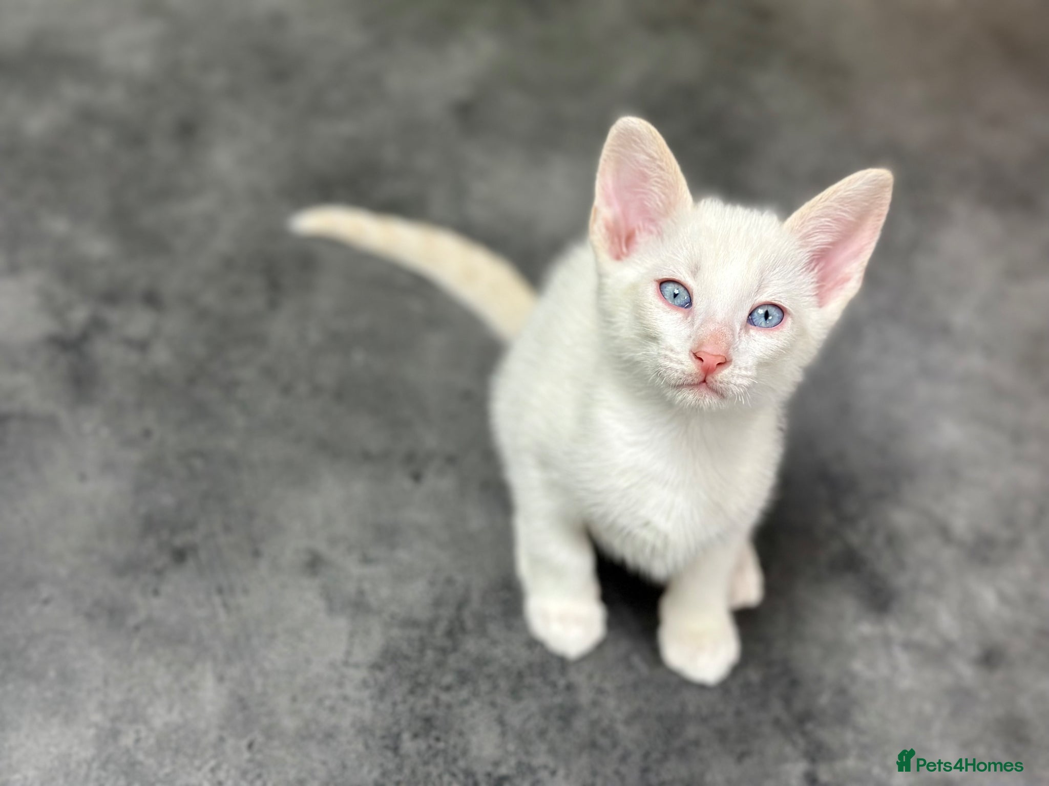 Cornish Rex cats Last Kitten – Ready for reservation now  🐾 - Advert 1