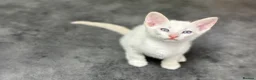 Cornish Rex cats for sale: Beautiful kittens ready now  🐾 - Advert 2