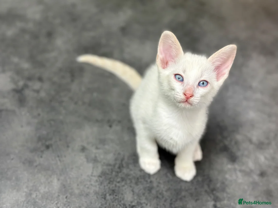 Cornish Rex cats for sale: Beautiful kittens ready now  🐾 - Advert 2