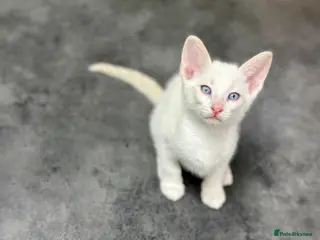 Cornish Rex cats Last Kitten – Ready for reservation now 🐾 - Advert 1