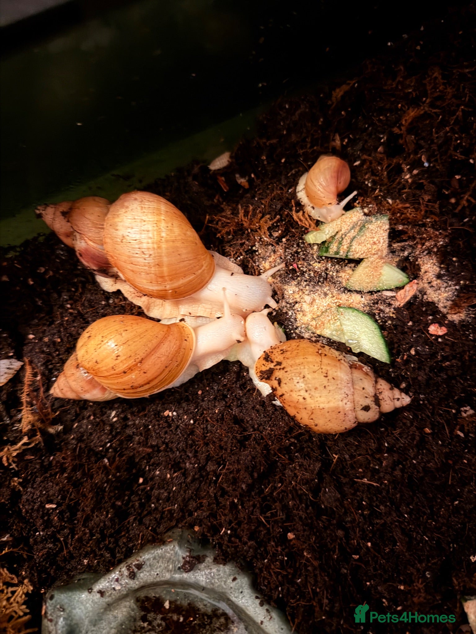 Snails invertebrates 3 Beautiful "White Jade" Giant African Land Snails - Advert 1