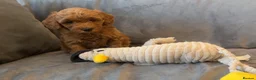 Cavapoo dogs for sale: Cavapoos Extensive DNA & Heart tested - Advert 33