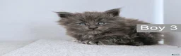Maine Coon cats for sale: DNA health tested Maine coon kittens  - Advert 7