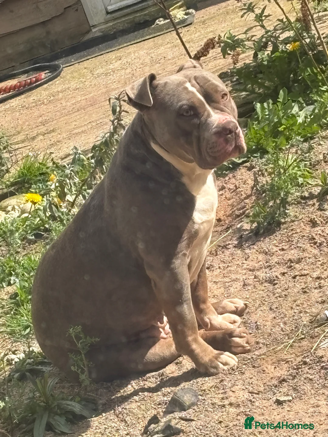 Mixed Breed dogs for sale: My beatiful girl looking for new home in Birmingham - Advert 2