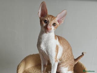 Cornish Rex cats Cornish Rex kitten - Advert 1