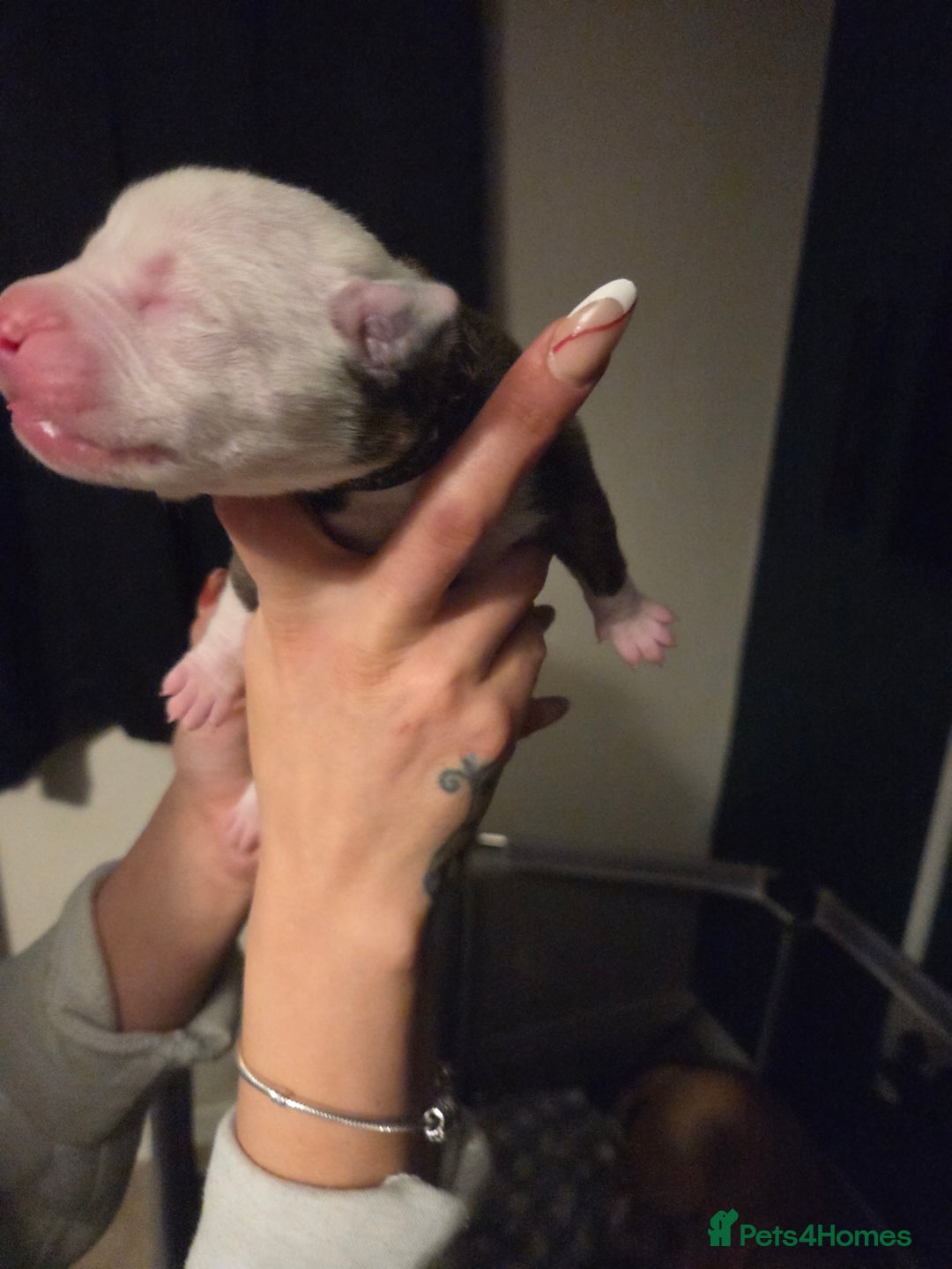American Bulldog dogs for sale: American bulldog puppies  - Image 11