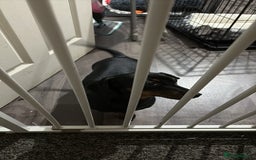 Dachshund dogs for sale: Sausage dog - Advert 4