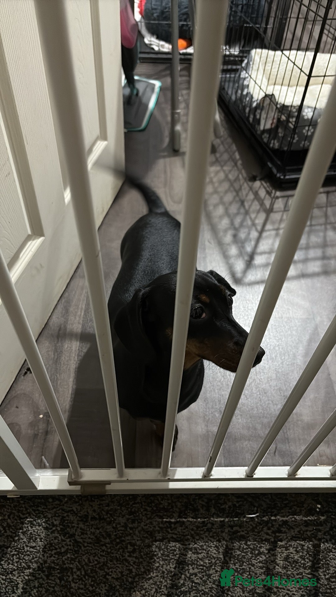 Dachshund dogs for sale: Sausage dog - Advert 4