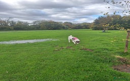 Akita dogs for sale: Sweet Akita Girl - Image 5