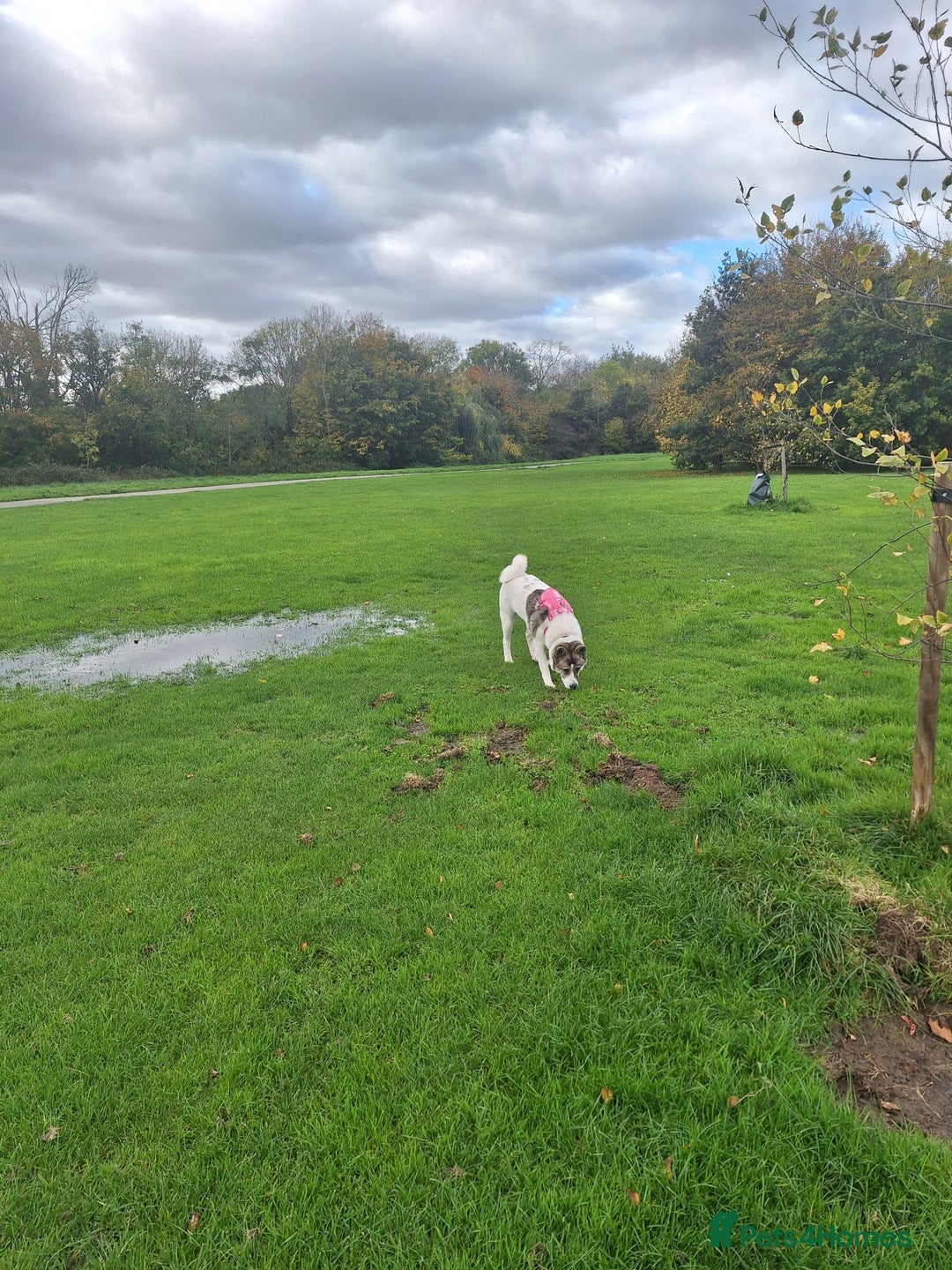Akita dogs for sale: Sweet Akita Girl - Image 5