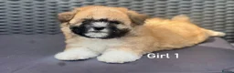 Malshi dogs for sale: Beautiful Malshi puppies - Advert 3