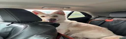 German Shepherd dogs for sale: Apricot/Cream GSD FEMALE  - Advert 9