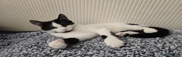 Turkish Angora cats for sale: Friendly kittens-male and female - Advert 3