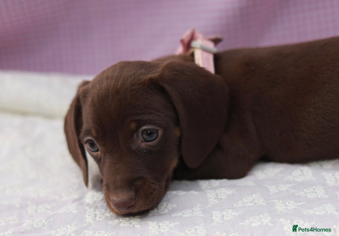 Dachshund dogs for sale: Miniature dachshund  - Image 14