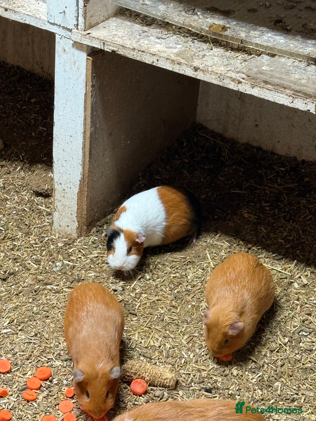Guinea Pig rodents for sale: Guinea pigs 🐹 - Advert 16
